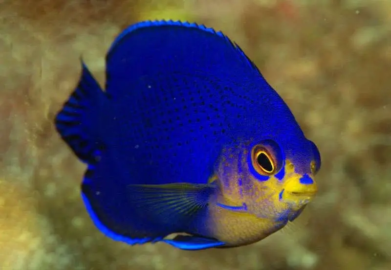 Cherub Angelfish