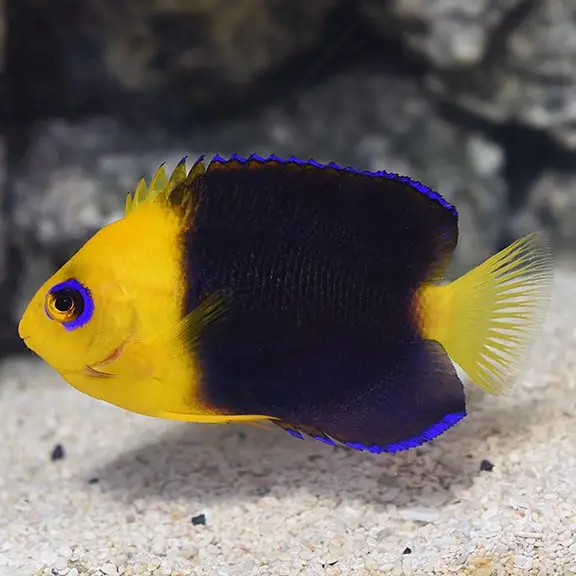 joculator angel fish