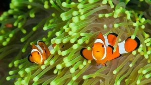 Top 5 Marine Aquarium Fish for Beginners: Perfect Picks for Your New Tank