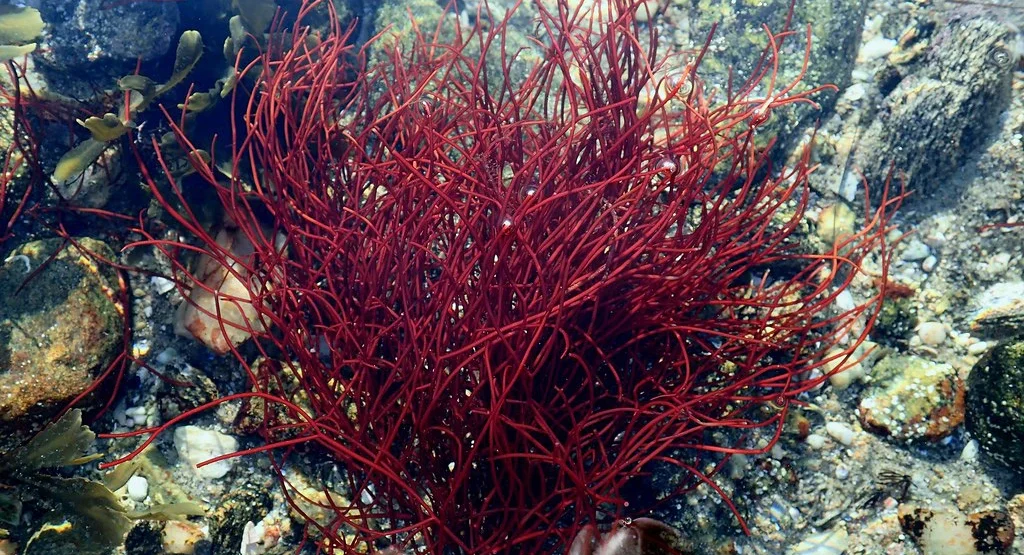 gracilaria-seaweed-morocco